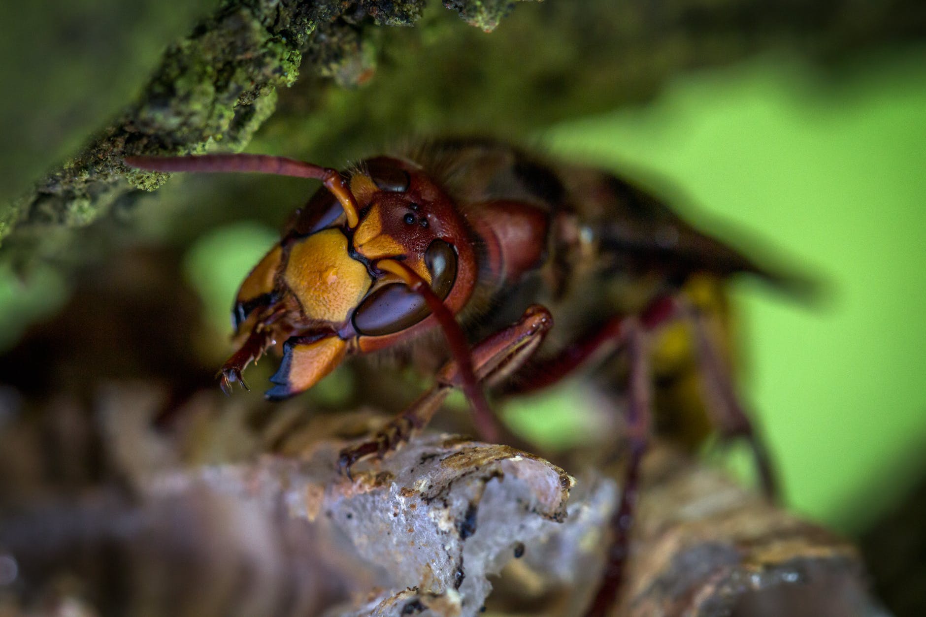 Asian Murder Hornets in the United States